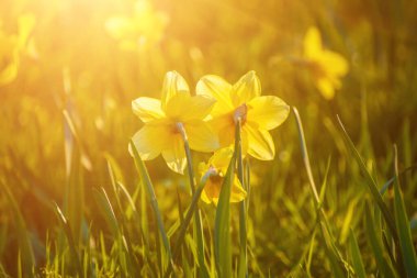 Güzel sarı nergisler