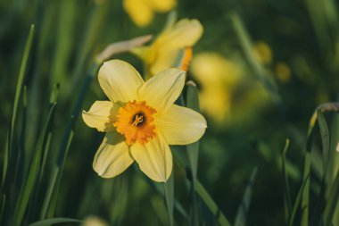 Güzel sarı nergisler