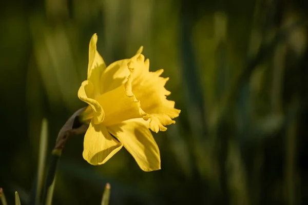 Krásné žluté narcisy — Stock fotografie