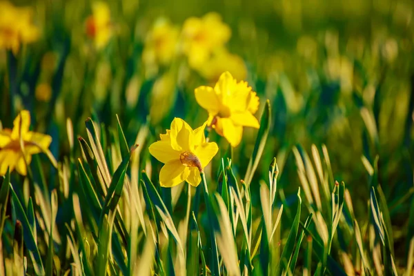 Krásné žluté narcisy — Stock fotografie