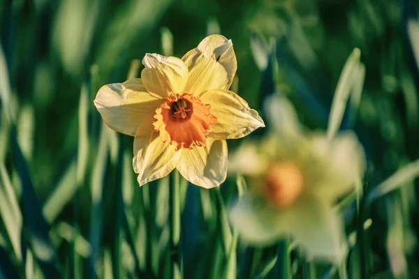 Krásné žluté narcisy — Stock fotografie