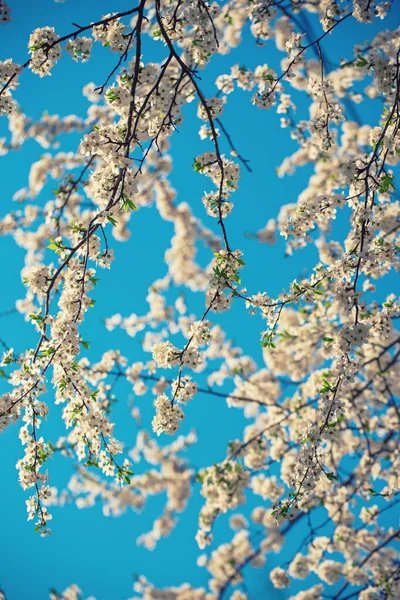 Kayısı ağacı çiçeği — Stok fotoğraf