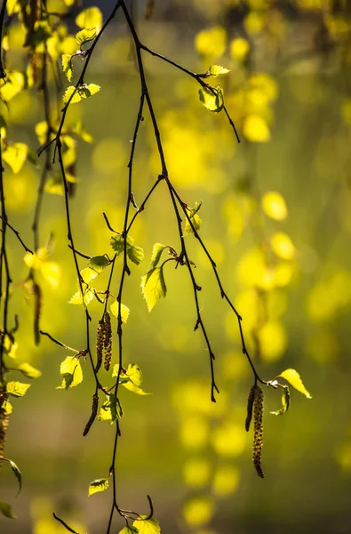 Birkenzweige im Frühling — Stockfoto