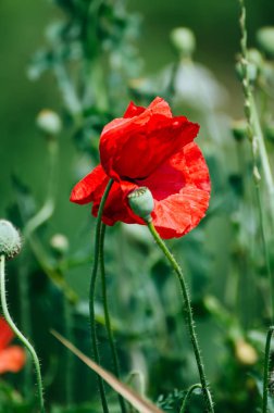 Kırmızı bahar gelinciği
