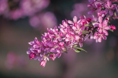 Kırmızı elma çiçekleri.