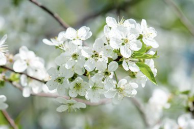 Kiraz çiçekleri çerçevesi