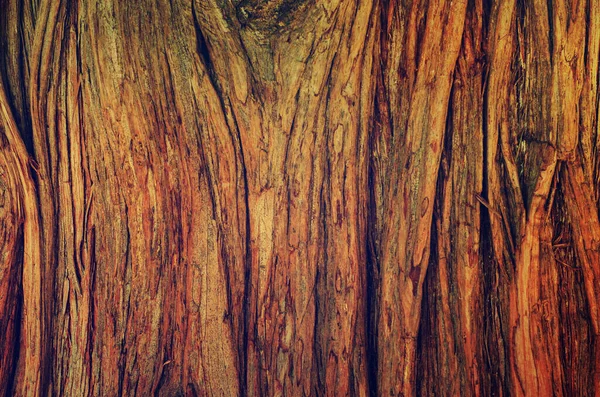 Textura de la superficie del árbol — Foto de Stock