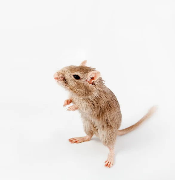 Szara mysz na białym tle — Zdjęcie stockowe