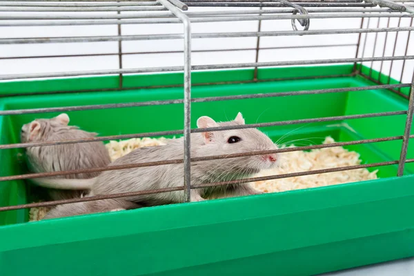 Muis gerbil kooi huis cel — Stockfoto