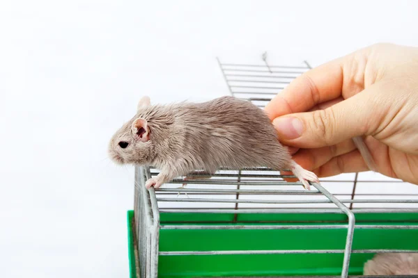 Myszy gerbil klatka dom komórki — Zdjęcie stockowe