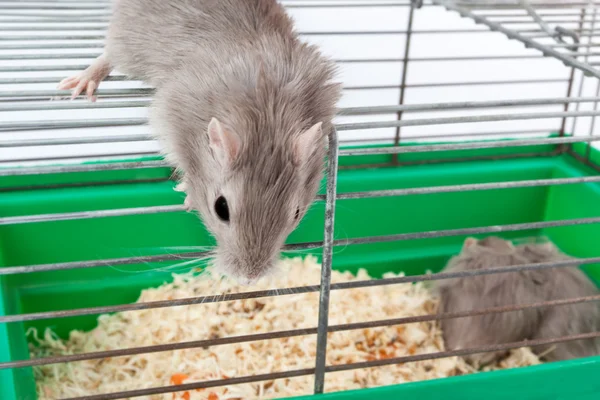 Muis gerbil kooi huis cel — Stockfoto