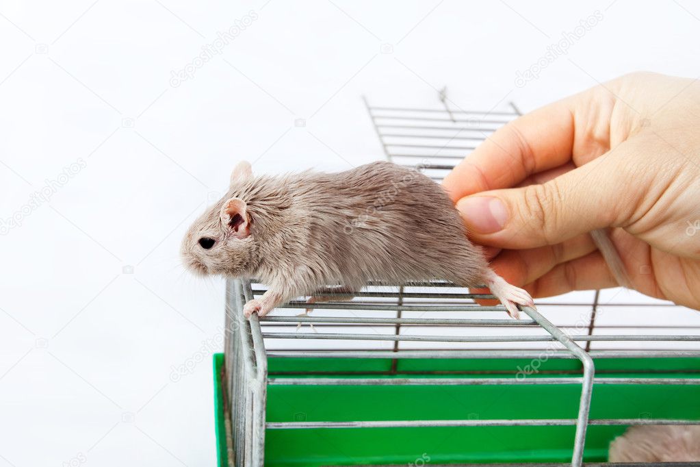 mouse gerbil cage house cell