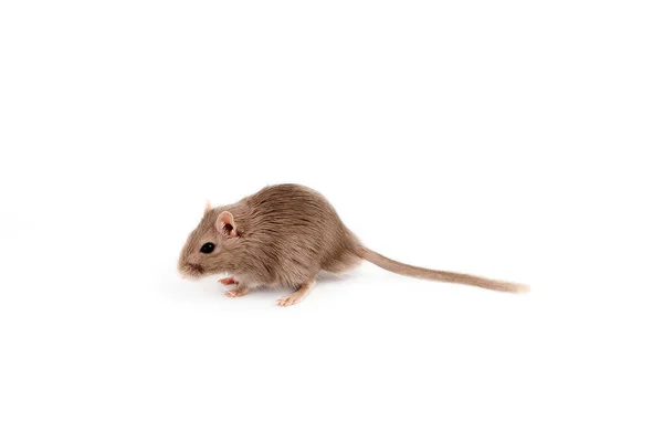 Pískomil šedá myš — Stock fotografie