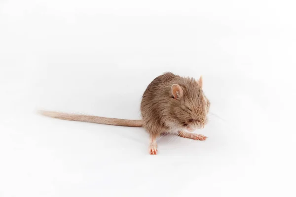 Gray mouse gerbil — Stock Photo, Image