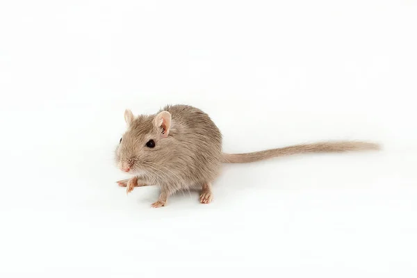 Grijze muis gerbil — Stockfoto