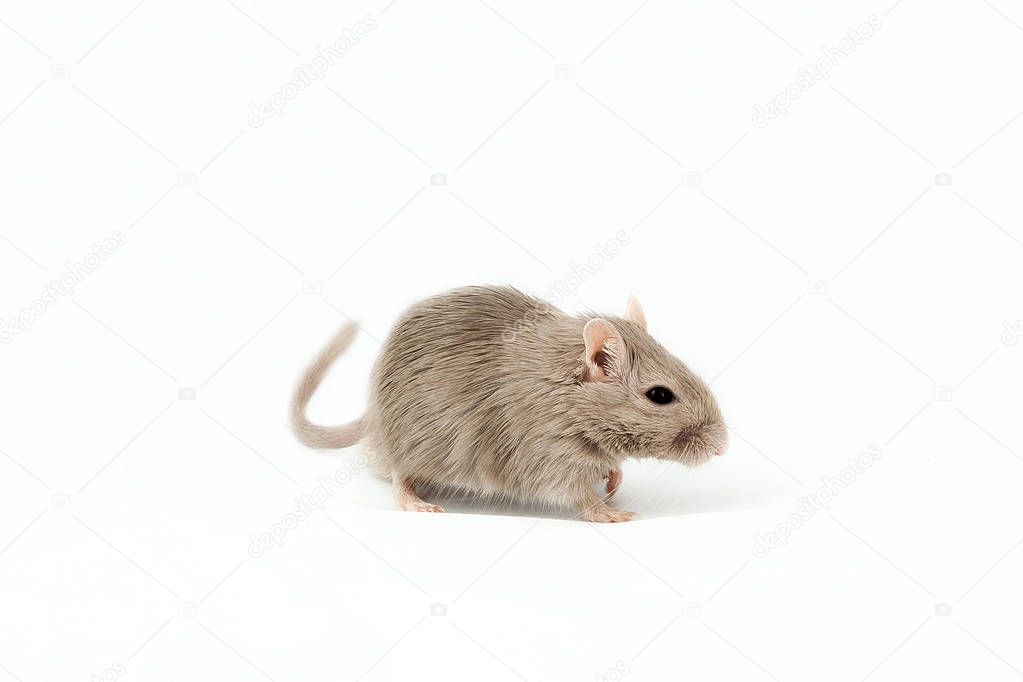 gray mouse gerbil 