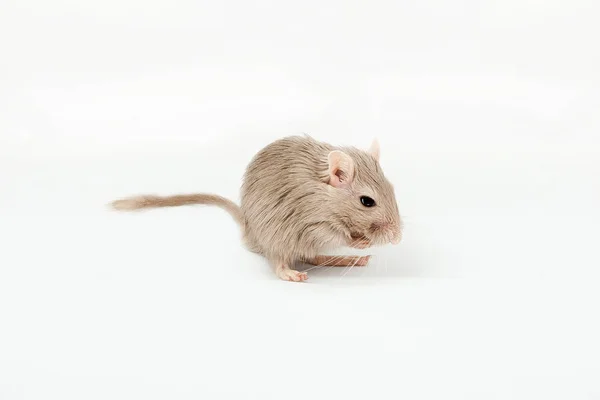 Gerbil szara myszka — Zdjęcie stockowe