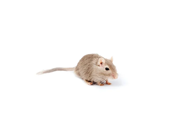 Grijze muis gerbil — Stockfoto