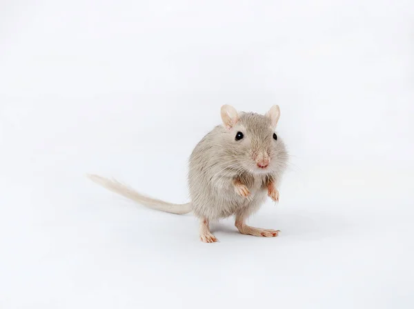 Rato cinzento gerbil — Fotografia de Stock