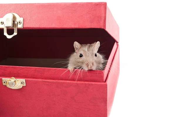 ボックス (培養系で小さな灰色のマウス) — ストック写真