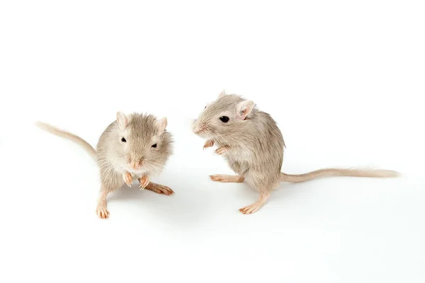 Rato cinzento gerbil — Fotografia de Stock