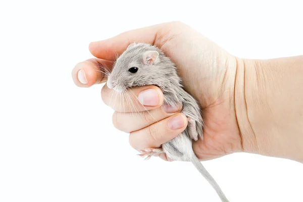 Rato gerbil na mão humana (Meriones unguiculatus ) — Fotografia de Stock