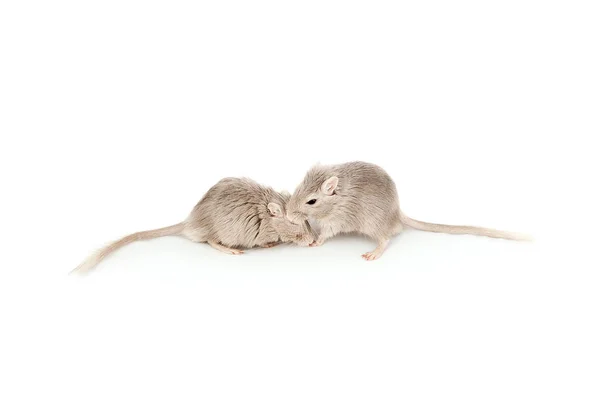 Gray mouse gerbil — Stock Photo, Image