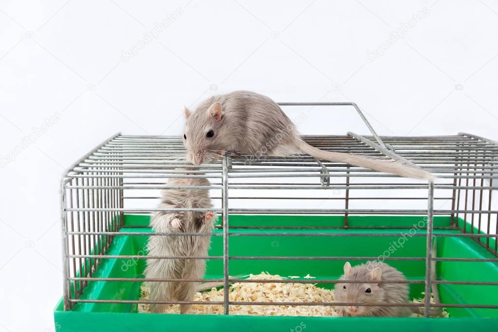 three mouse gerbil cage house cell