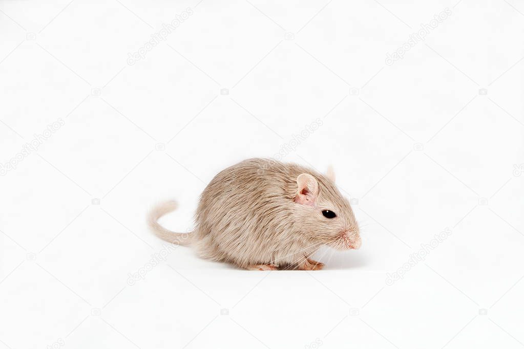 gray mouse gerbil 