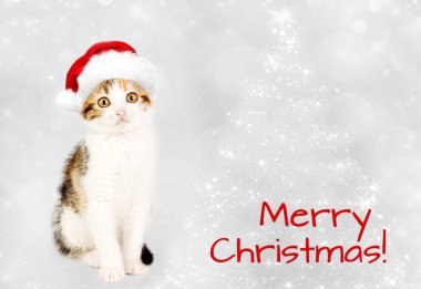 Kırmızı Noel Baba şapkası de kedi. Mutlu Noeller