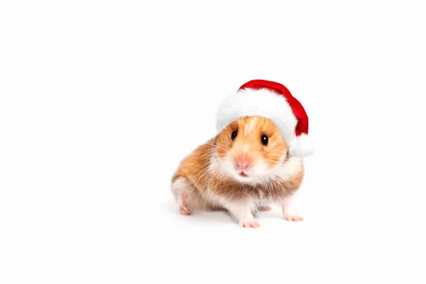 Hamster in a red Santa hat. Isolated on white background. — Stock Photo, Image