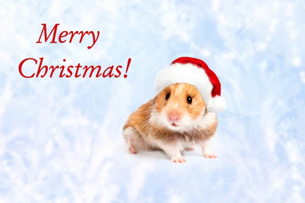 Hamster in een rode kerstmuts. Vrolijk kerstfeest. — Stockfoto