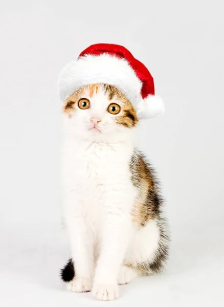 Kattunge i en röd santa hatt. — Stockfoto