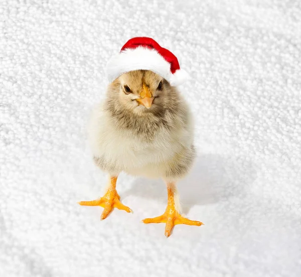 Uma galinha com os chapéus vermelhos do Pai Natal. Feliz Natal, Feliz Natal Novo — Fotografia de Stock