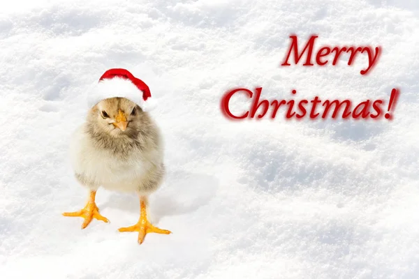 Little chicken in the red Santa hats. Merry Christmas, Happy New — Stock Photo, Image