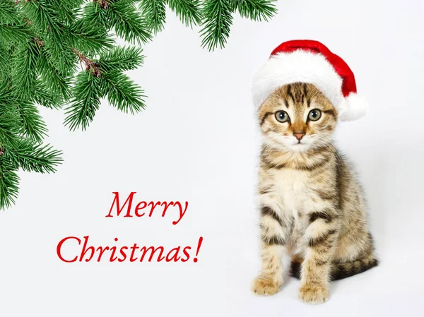 Kırmızı Noel Baba şapkası de kedi. Mutlu Noeller