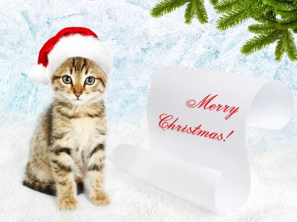 Klein katje in een rode kerstmuts — Stockfoto
