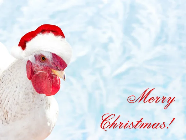 White cock in the red hat Santa's — Stock Photo, Image