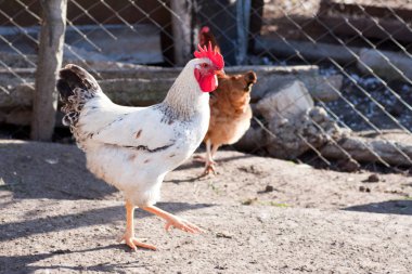 Horoz tavuk bahçedeki.