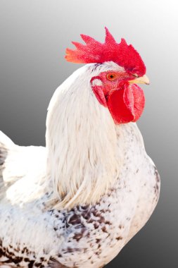 (İzole broiler horoz). 