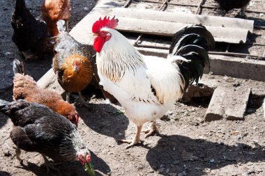 Horoz tavuk bahçedeki.