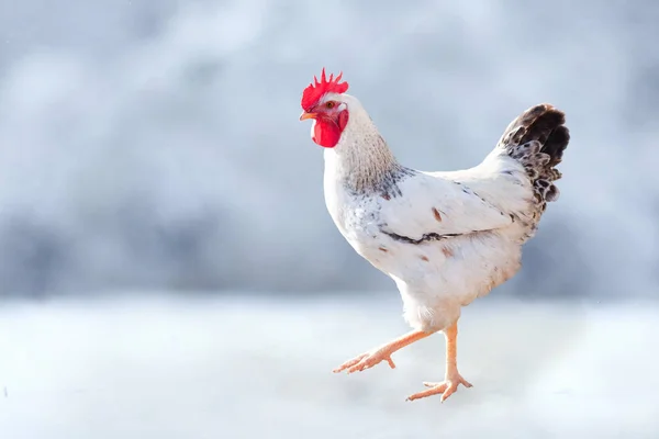 Christmas. White Rooster — Stock Photo, Image