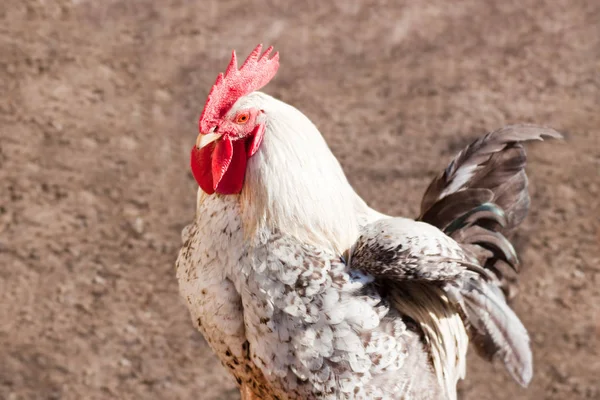 Rooster in the poultry yard. — Stock Photo, Image