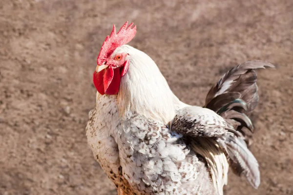 Hahn im Geflügelhof. — Stockfoto