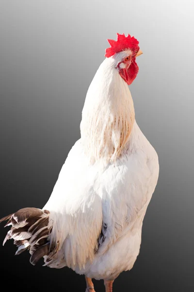 Broiler rooster (isolated).