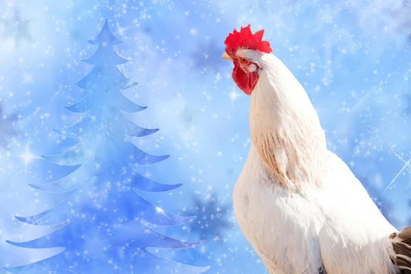 Navidad. Gallo blanco — Foto de Stock