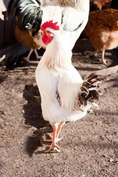 Haan op het erf van pluimvee. — Stockfoto