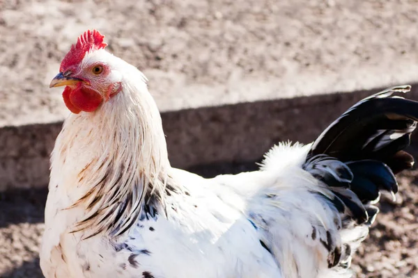 Haan op het erf van pluimvee. — Stockfoto