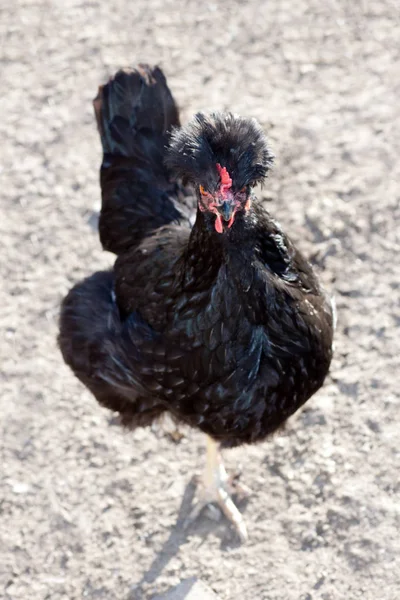 Rooster in the poultry yard. — Stock Photo, Image