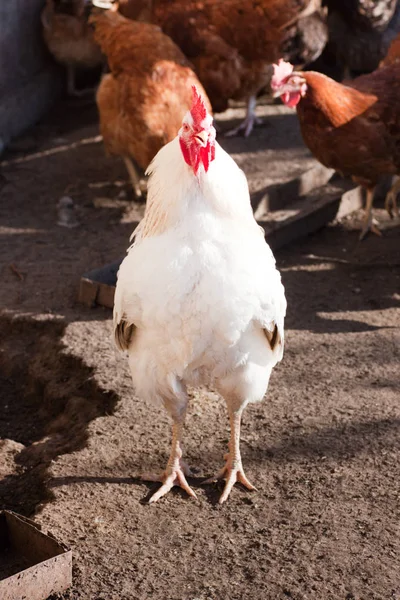 Rooster in the poultry yard. — Stock Photo, Image